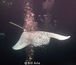 Night dive.  Kona, Hawaii. by Bill Arle 
